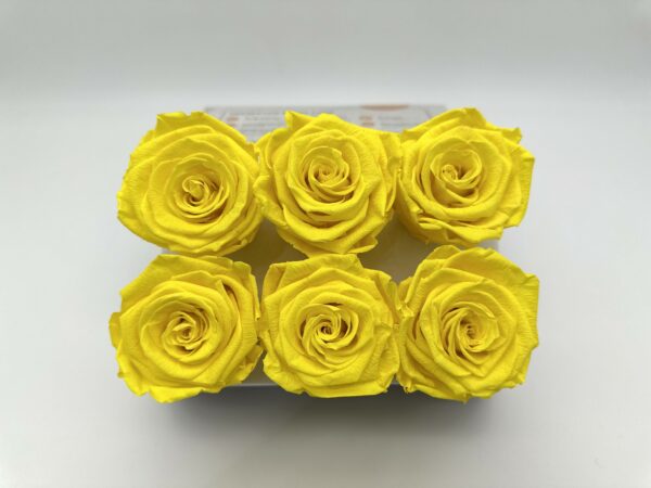 Роза стабилизированная, 6шт/уп., Sunny Yellow
