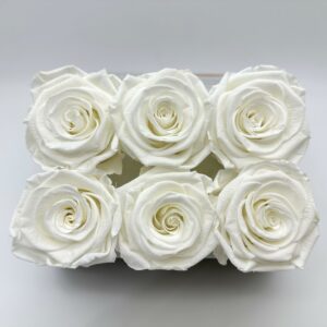 Роза стабилизированная, 6шт/уп., Ivory