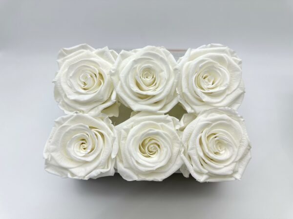 Роза стабилизированная, 6шт/уп., Ivory