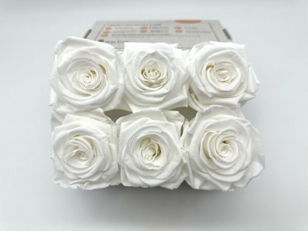 Роза стабилизированная, 6шт/уп., White