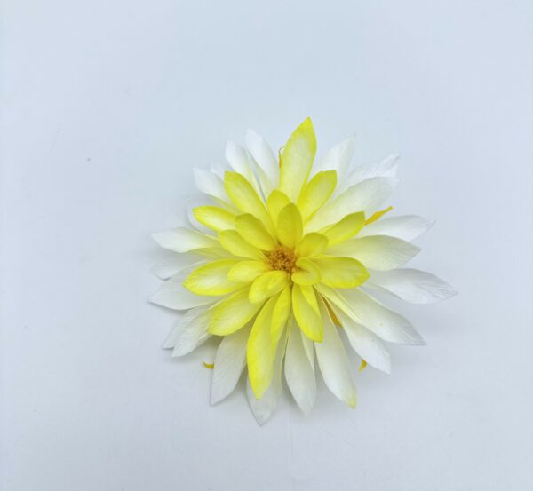 Георгин (Dahlia) стабилизированный, 1шт/уп., Chroma sunny