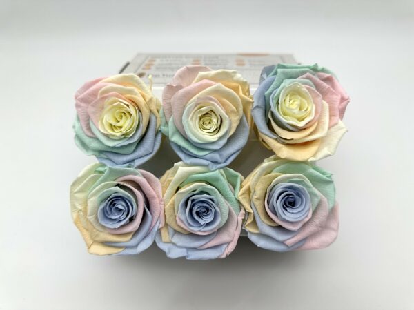 Роза стабилизированная, 6шт/уп., Pastel rainbow