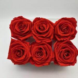 Роза стабилизированная, 6шт/уп., Scarlet