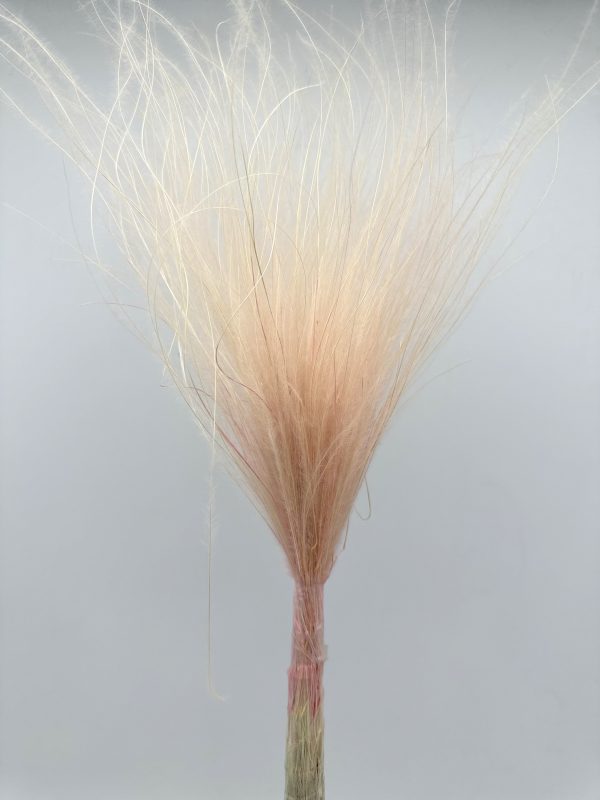 product image 264e99be40bcaacfca457e723668dc6a scaled