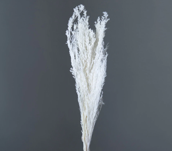 product image 99972c20dd47def1cf385e5f929a1db8