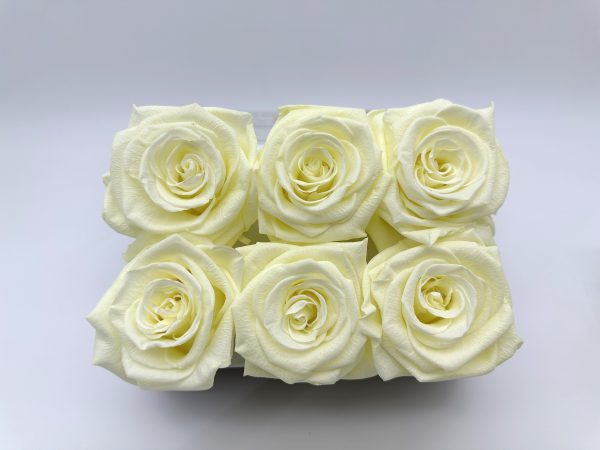 product image caf47a5d91c410026926fec3389dc7eb scaled