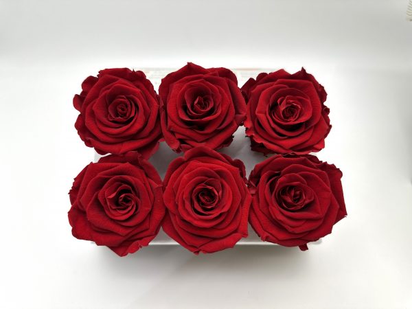 product image db7b1d875c5325123d483315a54db5ee scaled