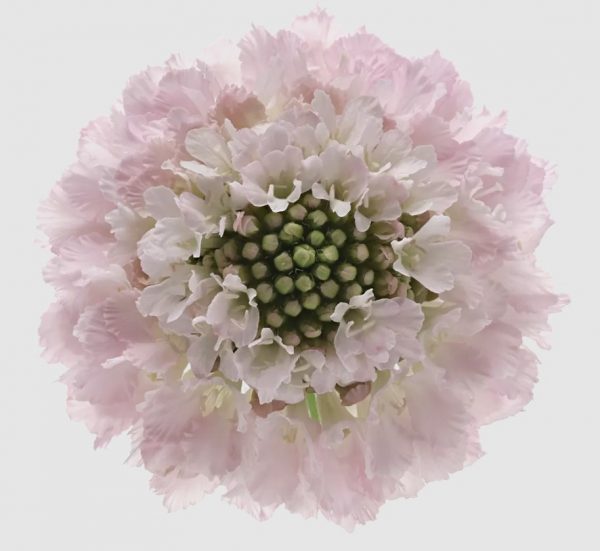 scoop light pink scaled