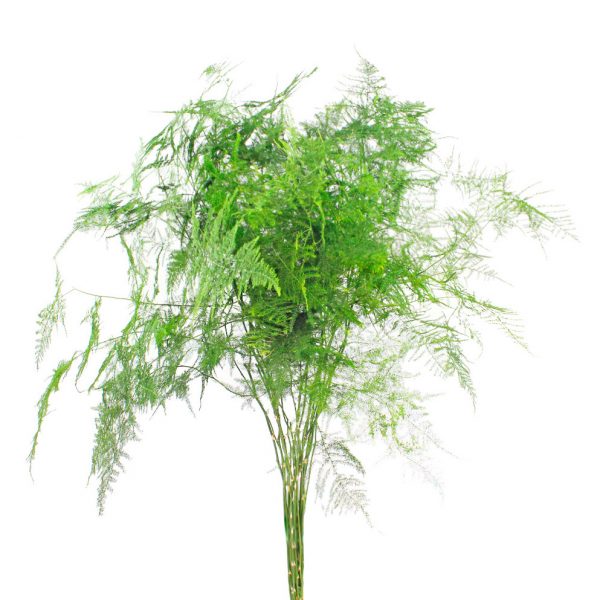 asparagus plumosus