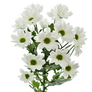 Хризантема
