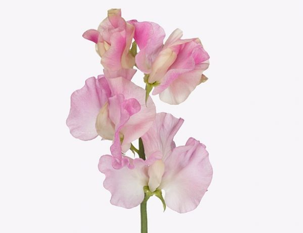 mist lilac scaled
