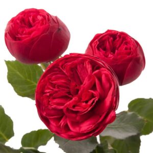 Роза Голландия