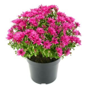 Хризантемы