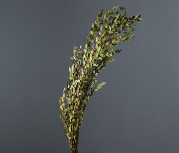 product image 097169d8aaf241130329a7c1e2715c41