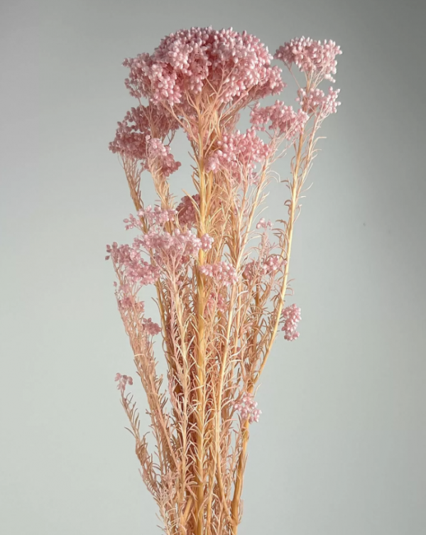 product image 3f944629d739cf868e4e745445e09d1c