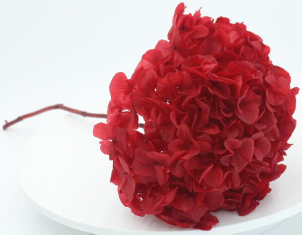product image 748a7102ad0bb3e959abe693f7b47a36 scaled