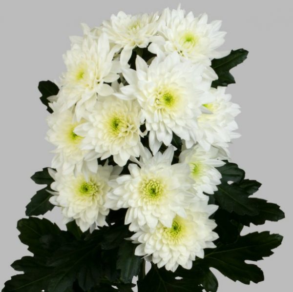 venere