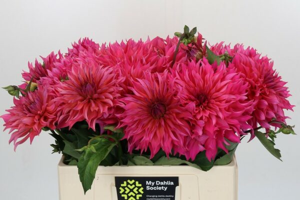 dahlia pink punk
