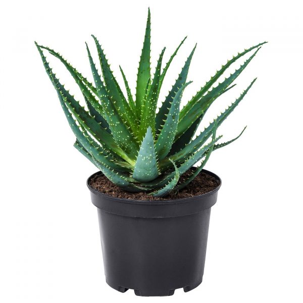aloe arboresens 12 14g