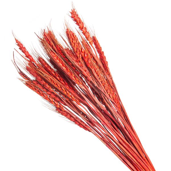 product_08ced423fc283a057c2ee81561c2cf9a