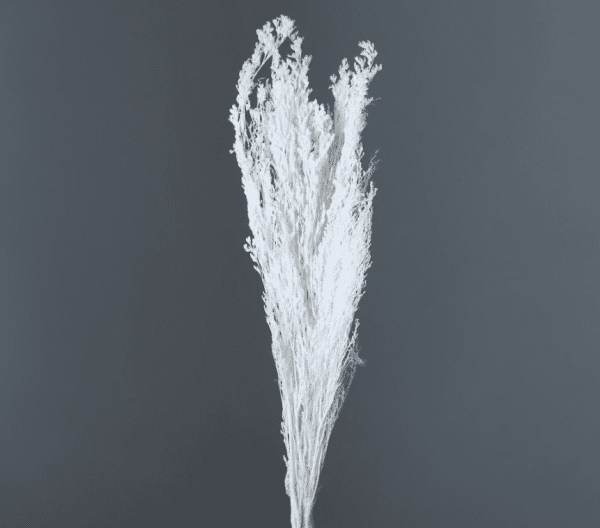 product_0ac1f3cde8b85de9d870ff776f803552