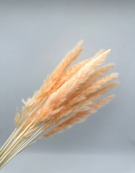 product_0af0e3a7db3e9a1f3286fe0a81195965