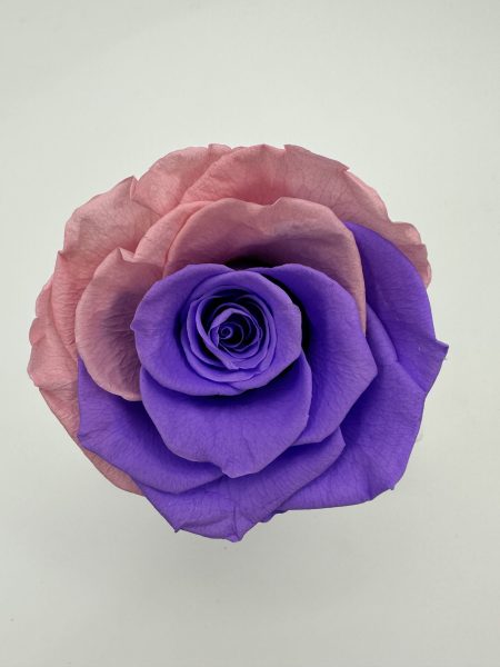 product_273fa8925ed9b61980bebb92f8219ca8