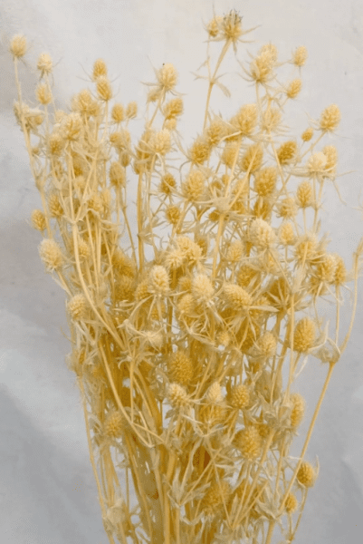 product_81da608751f6109d9b9d899a8663a730