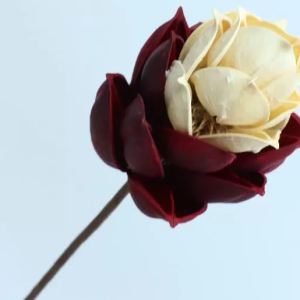 Каталог цветов 5 Каталог цветов