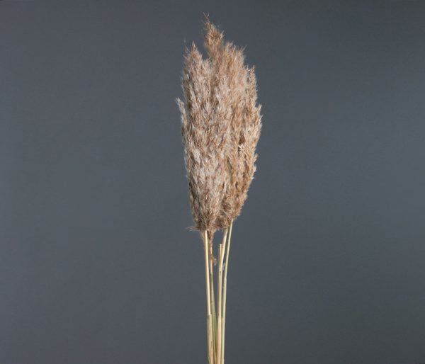 product_894fba53e728cccca9484ab9841a56b4