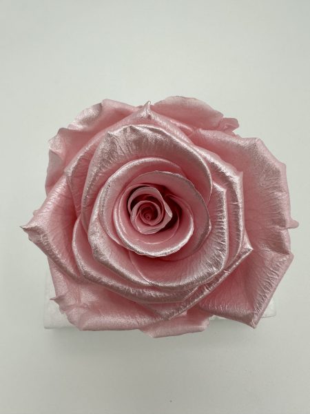 product_8c20613d6ef5f351da727681a03cff26