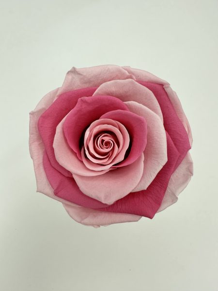 product_98e5ea702a55aee7c17b7674e20746fb