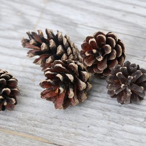 Шишки сосновые натуральные набор 10шт