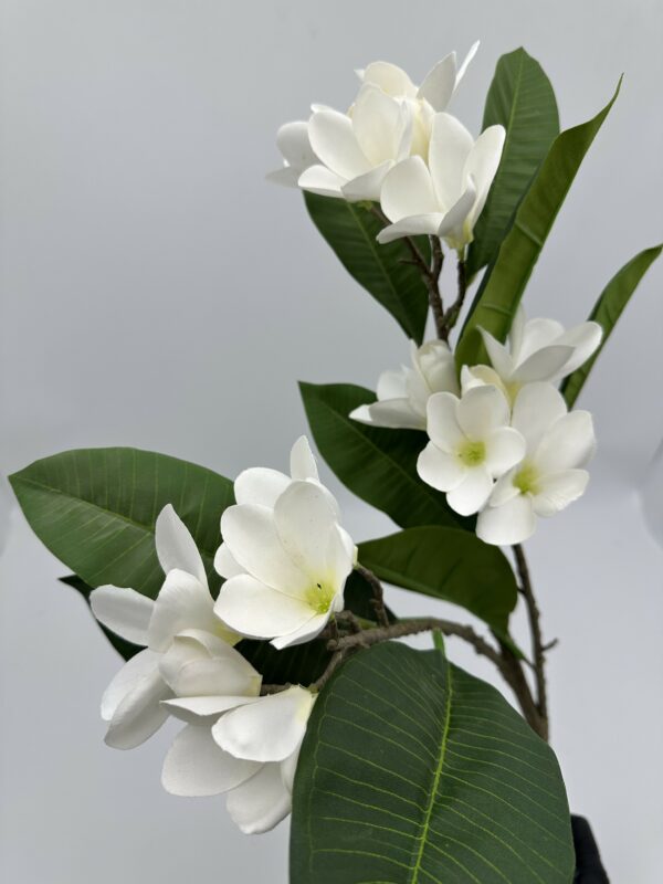 product image 013b50fb5068fcbff5e8f63ac52604fc scaled