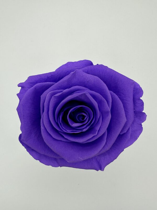 product image 1088dd2bdc4a901ea4e1c502ff6ded77 scaled