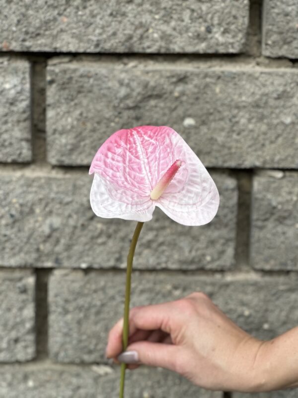 product image 1bddf9a1db9baea57b7c3802759092d3 scaled
