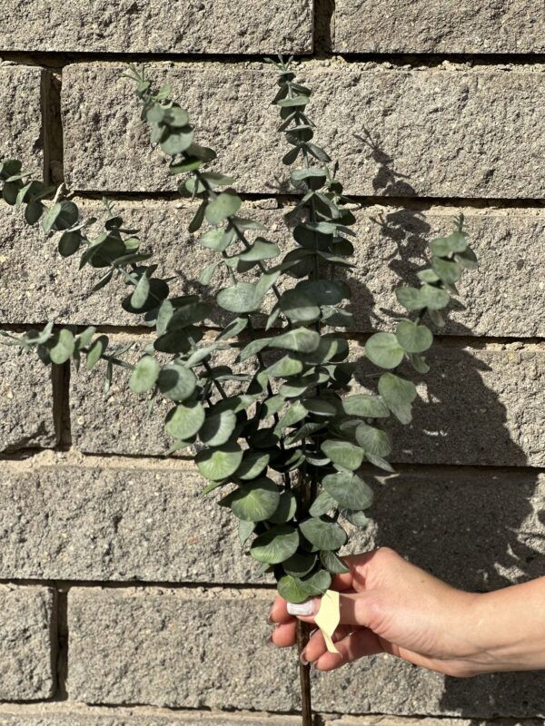 product image 1c91b55d7a5cb59c8d6eed6fdd31f1e4 scaled