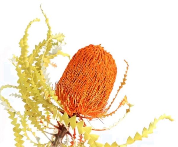 product image 20f96227e220a6182216659b022c0050