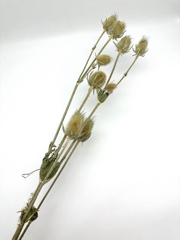 product image 3b570ad175f6c4a2695029965bb257ef scaled
