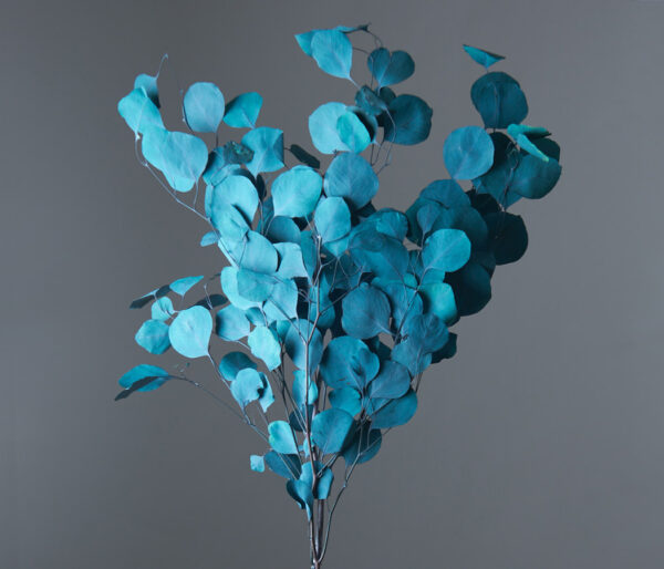 product image 5c3be55548eb2ddaa5aff870c31637ad