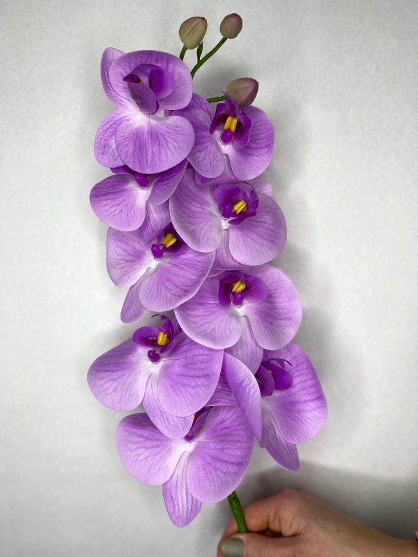 product image 67cf2a4558cb61a52d6b6ad8aee0c82e