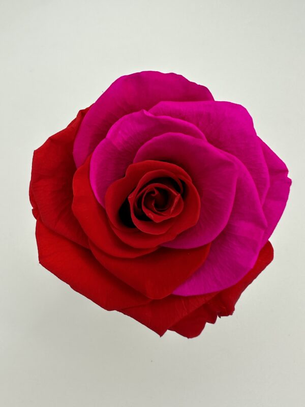 product image 74c8a1666c405e5d854c41c59934a2b9 scaled