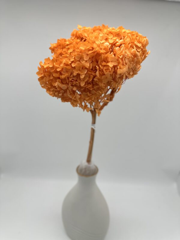 product image 7bbeb2aeacef3a4666f854a6f981ab18 scaled