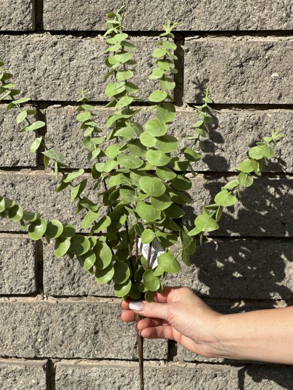 product image 9eb994d52a24ae21594e3f86dbe140c9 scaled