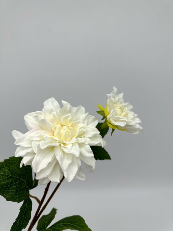 product image be23315032e0173dd8394afdff460c92 scaled