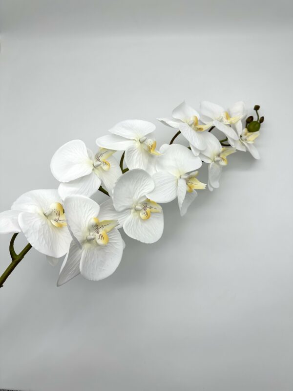 product image d3bab4ef3731ad59c1d73a0c0fdbecb5 scaled