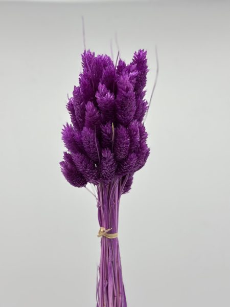 product_21ff64f4a10ed357ee46a34e808d90c7