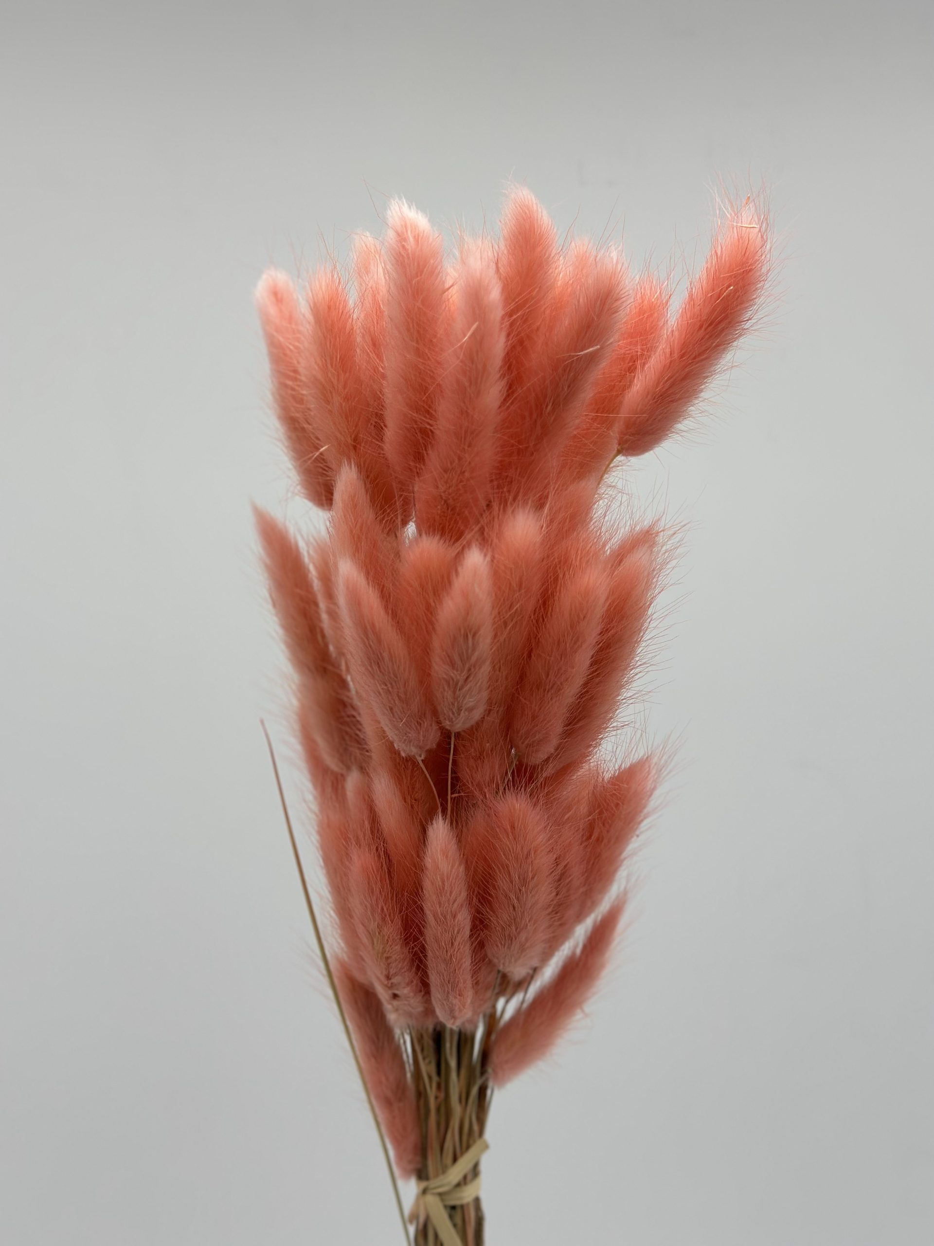 product_227bf874eccad8c1511ec85fe084bf81