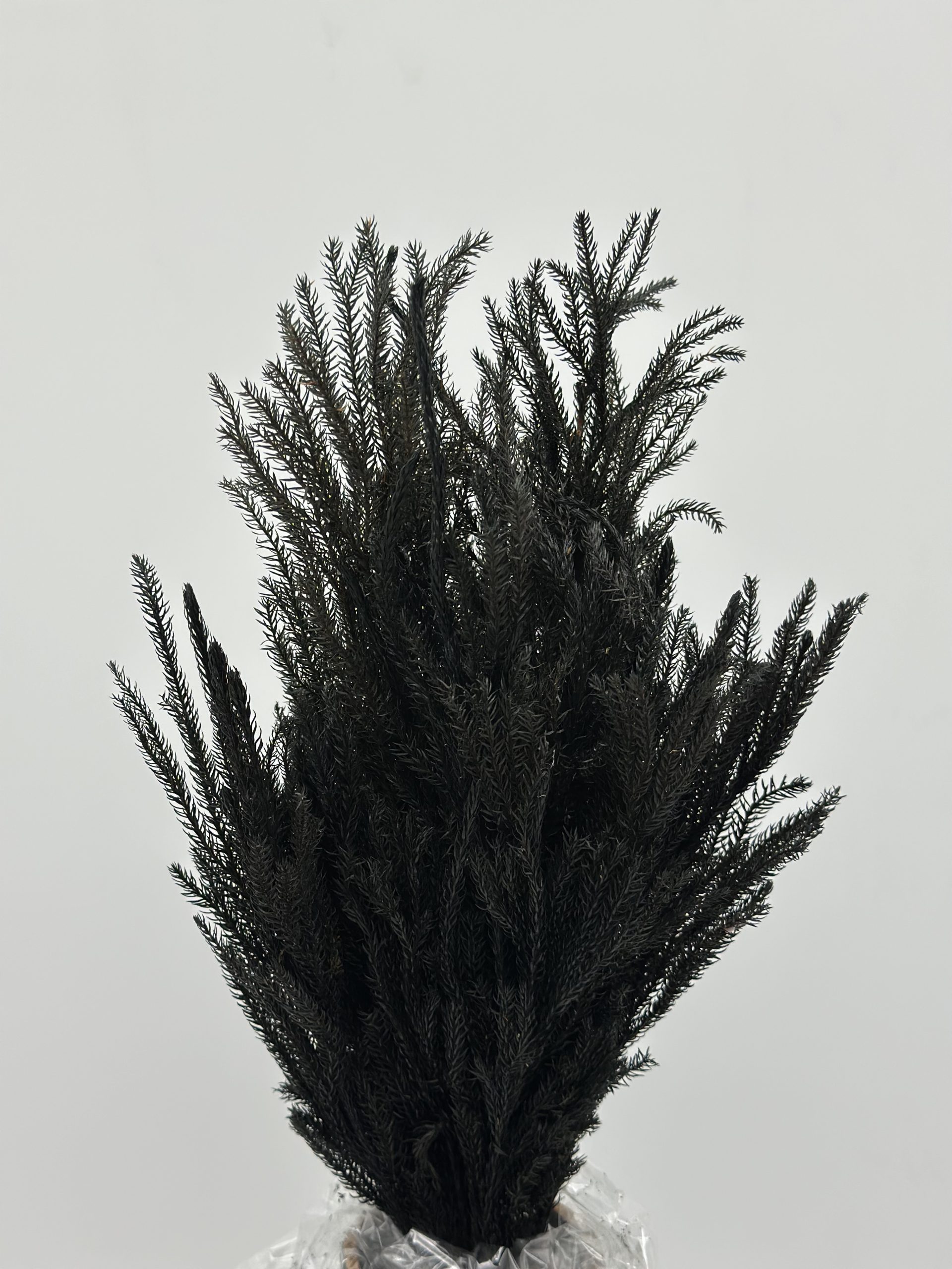 product_2ed9fdf3a33603fa11a24acaee8ea452