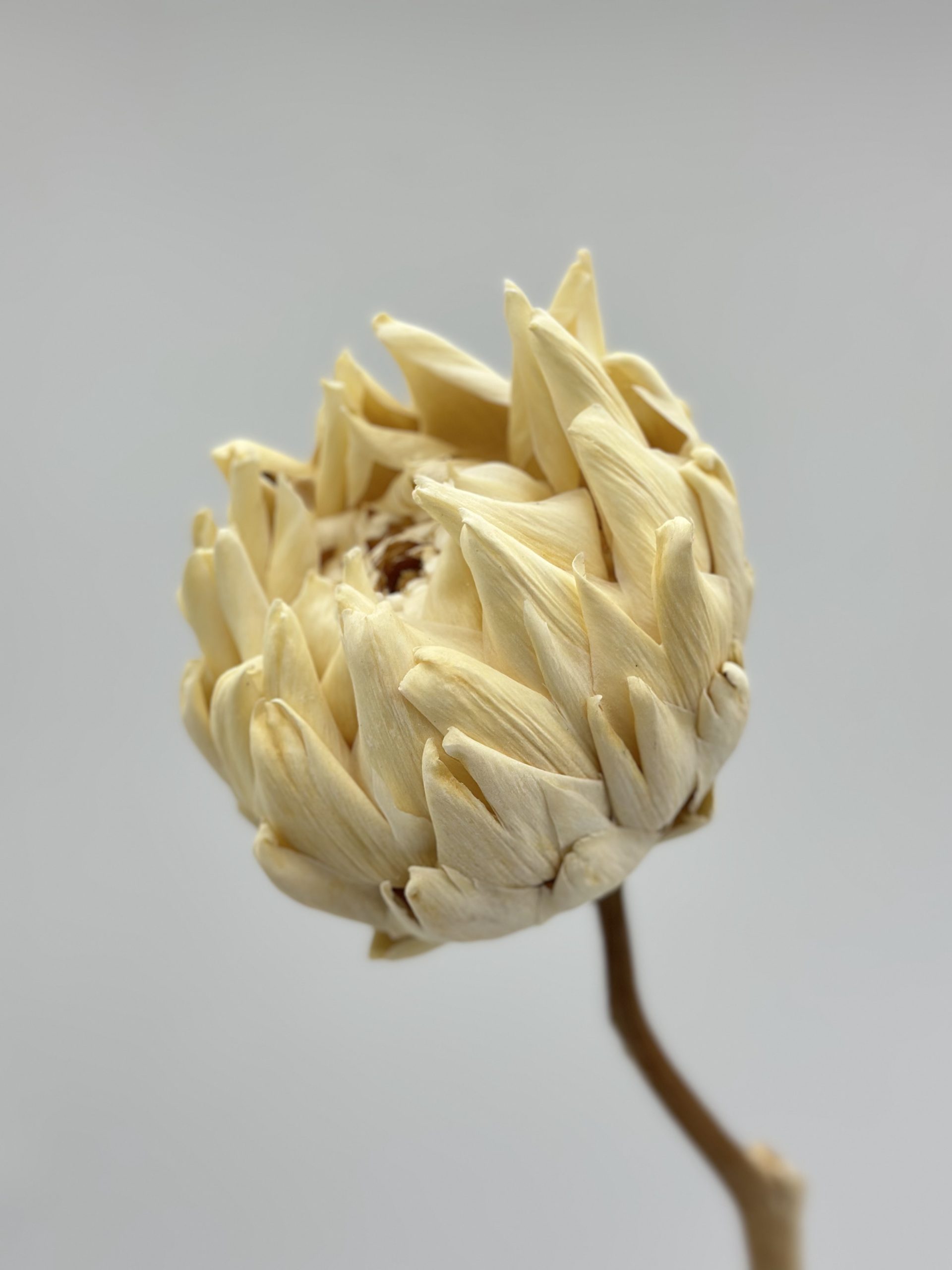 product_8e9ce5675ad34da60c5dd4dbf15e31d1